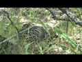 Wild Turkey and short clip of California Quail