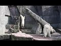 Hoppende isbjørn - Jumping polar bear