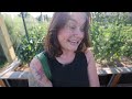 You aren’t the problem! (Hornworms, Garden Harvest & Garden Updates) | VLOG