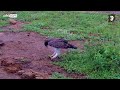 Martial Eagle Catches a Nile Monitor Lizard!