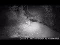 Wild Coon Parade after dark.  Campark Trail Camera at Mom's Night 4