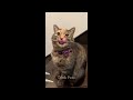 🐱 Try Not To Laugh Dogs And Cats 🙀😘 Best Funny Animal Videos 🐕