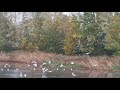 Seagulls catching fish at a nearby pond