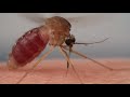 How Mosquitoes Use Six Needles to Suck Your Blood  |  Deep Look