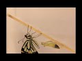 Asian swallowtail eclosion timelapse 柑橘鳳蝶羽化