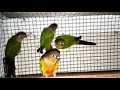 yellow shaded conure