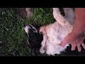 Cindy the border collie likes to be petted ❤