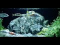 TAKE A TOUR OF MY AFRICAN CICHLID FISH ROOM (RARE SPECIES)