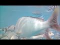 Polynésie 2023 - Snorkeling dans l'aquarium de Tiputa à Rangiroa