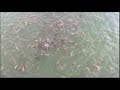 Feed redfish