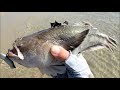 Big Flats Wading Flounder and an Ugly Dangerous Fish Caution!