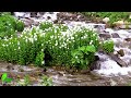 Beautiful Small Waterfall, Forest Birds Chirping, Forest Sounds for Deeper Sleep, ASMR