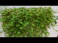 How to grow hanging plants in pvc pipe | Fast growing and cascading hanging plant | turtle vine