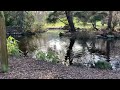 Ducks being Ducks at the Duckpond