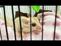 Pair of Sugar Glider Creamino in their Cage