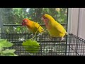 African love birds having favourite food