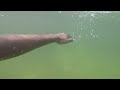 Stingray sighting on macqueripe beach