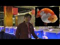 How to Appreciate Chinese Ranchu Goldfish by Mr. Lin | 林海讲解兰寿金鱼👉