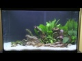 10g Planted Tank Aquarium Build - YOU CAN DO THIS TOO!