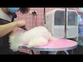 2024 Chó Phốc Sóc Mini 😍 Funny and Cute Pomeranian 😺🐶 | cute animals82