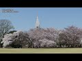 4K Japan Cherry Blossom Spots(sakura)日本の桜名所 絶景 京都 Kyoto 吉野山 弘前公園 上野公園 新宿御苑 姫路城 千鳥ヶ淵 花見 満開 観光 旅行