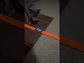 Cat plays with hot wheels