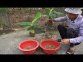 Super technique of propagating banana plants using toothpaste to root and grow extremely fast