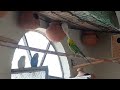 Clourfull parrots - Cacatoo parrot - Love bird - Pet love - Beauty full parrot - Home pet hwu728ii