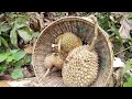 Activity kemarin pergi Kebun menngambil buah durian..