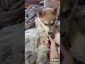 WolfDog Compilation || Do you want a dog that will scare all of your friends? That isn't a Pitbull