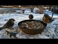 HD Eastern Bluebirds at a feeder in the snow (no sound... learning shotcut ... whoops)