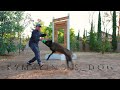 Window scenario jumps and obedience using Belgian Malinois, Dogs.