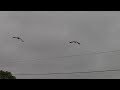 Canada geese fly from yard to field