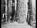 What are Old Growth Forests?