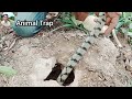 Snake egg traps in mounds