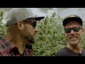 S4 EP1 The Most Sustainable Cannabis Brand In Cannabis | Talking Trees