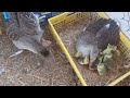 Amazing swan Hatching Fromggs - Nee Baby Duck Born