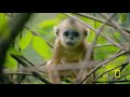 Forest of the Golden Monkey (Full Episode) | The Hidden Kingdoms of China