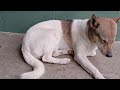 Guilty Dog and cat is so funny😿🐶Try Not to Laugh🐕‍🦺2024