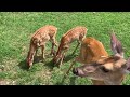 Whitetail Deer Family @ The Hillbilly Hoarder
