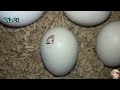 Incubadora Casera para huevos de gallina || Nacimiento de los pollos en la Incubadora casera