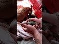 Chihuahua had two puppies...Will they both survive?