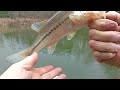 First Fish in 2024 #fishing #largemouth #brooktrout #river #pond