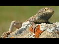 These Lizards Have Been Playing Rock-Paper-Scissors for 15 Million Years  | Deep Look