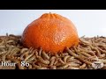 CAROLINA REAPER VS MEALWORMS