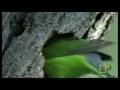 Lovebirds | National Geographic