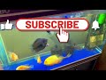 BEAUTIFUL GEOPHAGUS FISHES | TROPICAL TANK SETUP IN DELHI | DISCUS FISHES | HOBBY | AQUARIUM INFO
