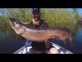 Sight Fishing MONSTER Spring Pike (3 PB's in 1 hour!)