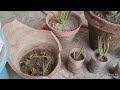 aloe Vera ke eak plant🌵se bnayen Pura aloe Vera garden 🤗|how to grow aloe vera in a flower pot