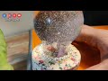 How make snow globe with fuse bulb💡